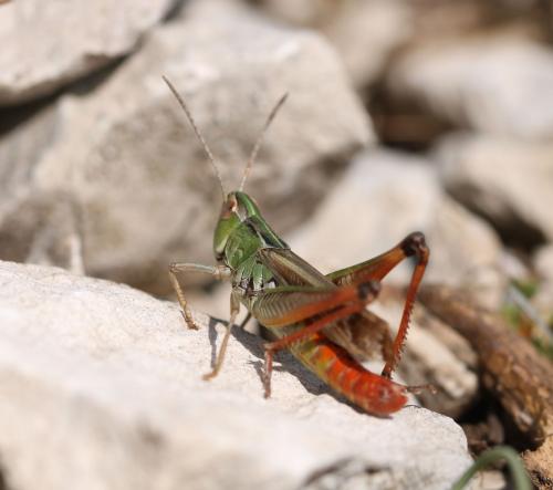 Stenobothrus sp.